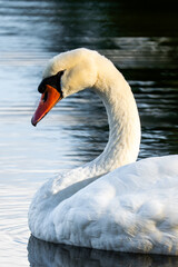 mute swan cygnus olor