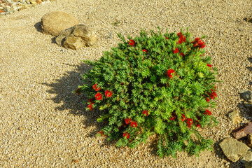 Little John or Callistemon viminalis, a compact dwarf Bootlebrush shrub with vibrant red flowers in desert-style xeriscaping