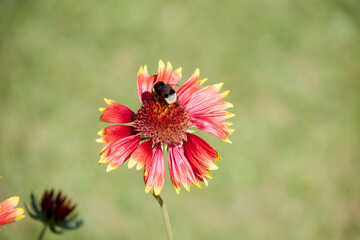 Detailed view of a bumblebee pollinating a red and yellow blanket flower in full bloom, capturing the essence of nature's symbiotic relationships in a sunny garden setting, emphasizing vivid colors