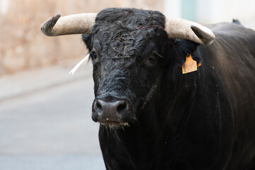 Black bull with prominent horns walking through a rustic alley in a rural setting during daylight...