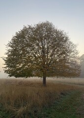 Tree in Misty Autumn morning