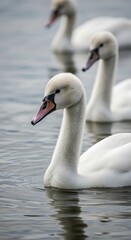 Obraz premium Three Swans on a Calm Water Surface.