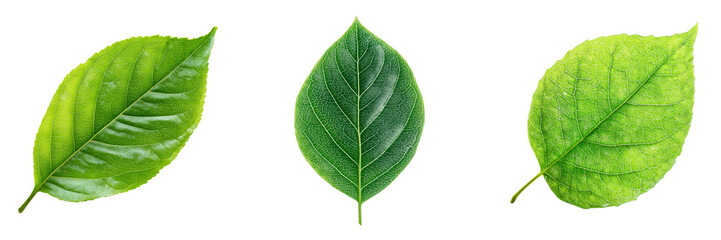 Obraz premium Set of A detailed drawing of a fresh green leaf with water droplets on transparent png background. Ai generated