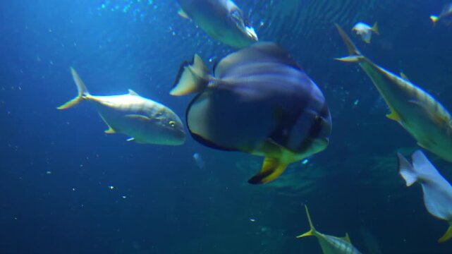 school of fish in aquarium