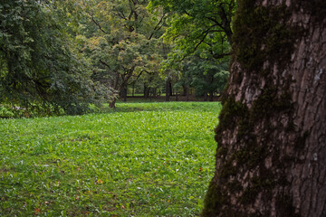 A park lawn of vibrant green grass and lush trees, framed by the dark, mossy bark of an old tree in the foreground. Peaceful September evening scene in Estonia.