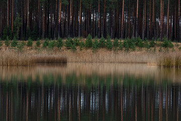 Symmetrical reflection of a tall pine forest and dry reeds in the calm, dark water of a forest lake. Cold mid-November morning in Estonia.