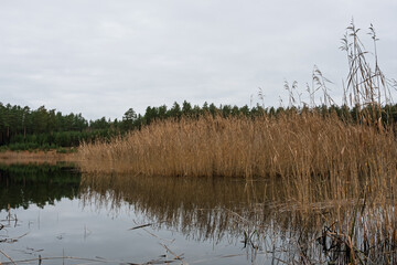 A dense island of golden reeds reflected on a tranquil forest lake. Foreground of dead reeds and a dark pine forest treeline under a light overcast sky.
