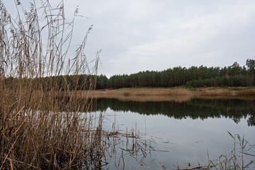 View through the dry reeds to a still forest lake with a clear reflection of the dark pine forest treeline. A cold, quiet day in Estonia.