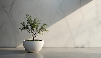 Small tree in a round white pot against a marble wall with sunlight.
