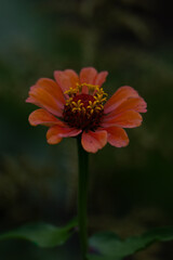 orange flower in the garden