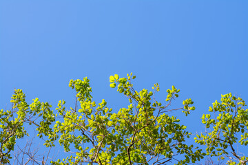 Frame with tree branches and leaves against blue sky