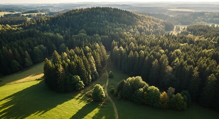 Aerial view of vibrant green forest and rolling hills landscape illuminated by sunlight