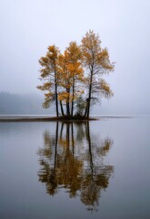 Obraz premium Group of fall trees mirrored on still lake surface on a foggy autumn day in nature