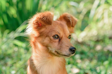 Yellow fur dog watching something