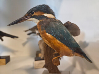 A common kingfisher specimen with vibrant blue and orange plumage displayed in a museum exhibit
