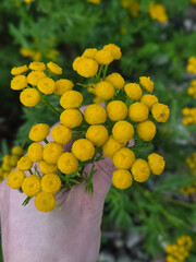 A person's hand delicately presenting a beautiful bouquet of bright yellow tansy blossoms
