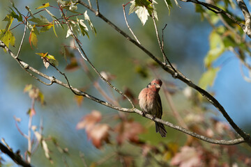 House Finch sitting on a branch 