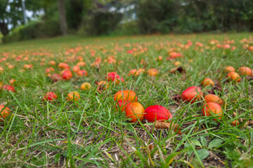Wild plums - Vibrant Red and Orange Fruits Scattered Across a Lush Green Grass Field in Autumn