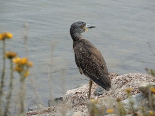 A green heron stands on one leg