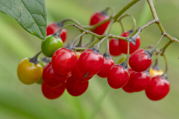 Bittersweet Nightshade Berries (Solanum dulcamara) in Natural Habitat