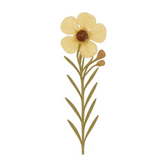 PNG Delicate pressed flower illustration