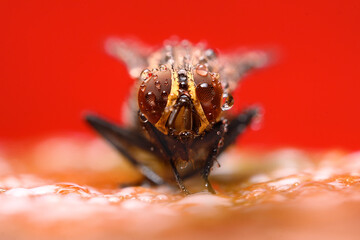 Super macro of a wet housefly (or fruit fly) on a red background