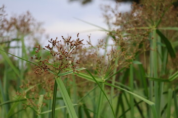 Actinoscirpus grossus. Close up of grass flower with blurred background. Banta Grass