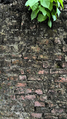 Old overgrown brick wall with green branch. Vertical background.