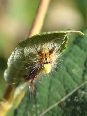 The rusty tussock moth (Orgyia antiqua), also known as vapourer, caterpillar  under a willow leaf