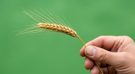 Man hand holding ripe wheat ear on green background for agricultural concept. Farming and harvest.
