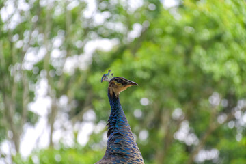 Focused close-up of the peahen's (Pavo cristatus) neck, highlighting iridescent blue and brown feathers, with the visible crest, against a green and white bokeh background.