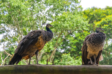 Two peahens (Pavo cristatus) on a rustic wooden beam. Birds display brown/ochre plumage and blue necks, against a bright, blurred green forest background.