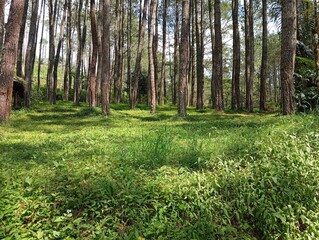 spring in the forest