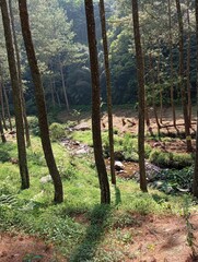 forest in the morning