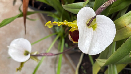 Slipper Orchid (Paphiopedilum) in top-down view, highlighting the white dorsal sepal and wine lip....