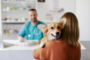 Pet health care concept. Pembroke Welsh Corgi dog being held by female owner at vet clinic, woman talking to male doctor, copy space