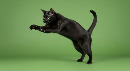 Black cat jumping with claws extended, isolated on a green screen background. Action shot for animal-themed projects.