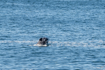 Fototapeta premium Gray Whale breaching out of the water of Depoe Bay Oregon 