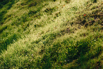 beautiful hill with green grass in sunny summer day, shining beams, picturesque landscape