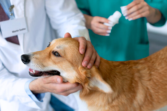 Male veterinary doctor taking care and examining beautiful Pembroke Welsh Corgi dog during checkup in vet clinic, closeup shot