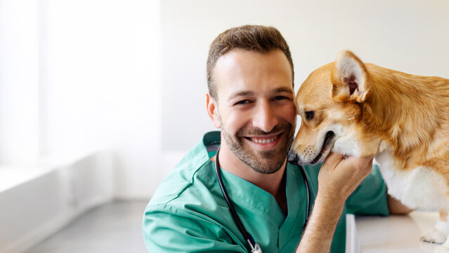 Friendly man veterinarian playing with Pembroke Welsh Corgi dog after treatment at vet clinic, man cuddling with puppy and smiling at camera, panorama, copy space
