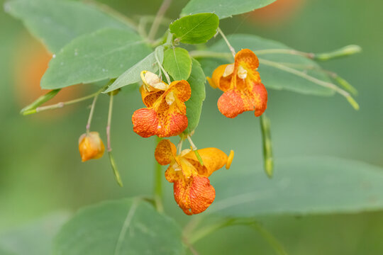 Spotted Touch-Me-Not (Impatiens capensis) Jewelweed Wildflower in Bloom
