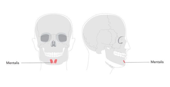 Mentalis - Human chin muscle depicted in labeled diagram responsible for elevating and protruding the lower lip, critical for expressions conveying doubt or displeasure, medical reference.