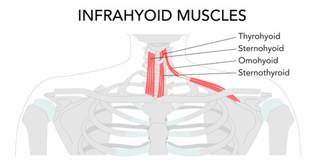 Neck infrahyoid muscle chart, sternohyoid, sternothyroid, thyrohyoid omohyoid, strap muscles, labeled anatomy, cervical plexus innervation, hyoid movement, larynx depression, science reference,