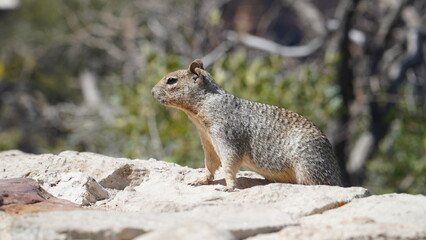 Squirrel from the Grand Canyon, Arizona #6