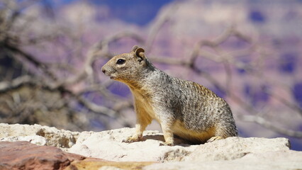 Squirrel from the Grand Canyon, Arizona #7