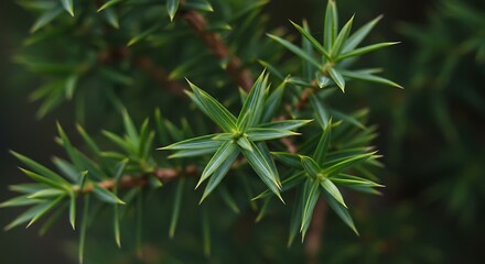 Close up of vibrant green evergreen plant foliage with detailed texture