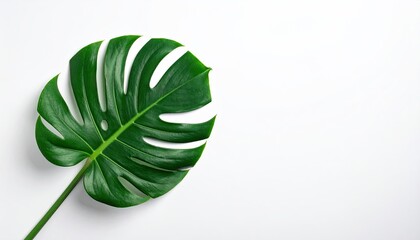 Monstera Leaf Isolated On White Background Tropical Plant Green Leaf Detailed Texture Exotic Flora Botanical Minimalist Fresh Single Object