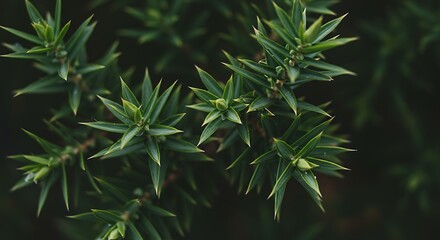 Close up of vibrant green plant leaves against a dark background