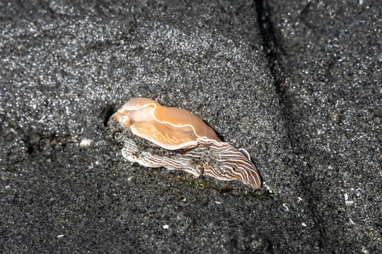 Exploring the intertidal zone at extra low tide, marine animals in Puget sound, Opalescent Nudibranch sitting on a moon snail sand collar and dark green sea grass
